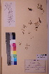  ( - TROM_V_9017_sg)  @11 [ ] CreativeCommons - Attribution Non-Commercial Share-Alike (2018) Unspecified Tromsø University Museum