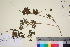  ( - TROM_V_90351_sg)  @11 [ ] CreativeCommons - Attribution Non-Commercial Share-Alike (2016) Unspecified Tromso University Museum