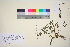  ( - TROM_V_90409_sg)  @11 [ ] CreativeCommons - Attribution Non-Commercial Share-Alike (2016) Unspecified Tromso University Museum