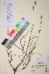 ( - TROM_V_90850_sg)  @11 [ ] CreativeCommons - Attribution Non-Commercial Share-Alike (2017) Unspecified Tromsø University Museum
