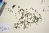  ( - TROM_V_91198_sg)  @11 [ ] CreativeCommons - Attribution Non-Commercial Share-Alike (2016) Unspecified Tromso University Museum