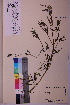  ( - TROM_V_91252_sg)  @11 [ ] CreativeCommons - Attribution Non-Commercial Share-Alike (2018) Unspecified Tromsø University Museum