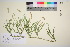  ( - TROM_V_91306_sg)  @11 [ ] CreativeCommons - Attribution Non-Commercial Share-Alike (2016) Unspecified Tromso University Museum