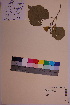  ( - TROM_V_91415_sg)  @11 [ ] CreativeCommons - Attribution Non-Commercial Share-Alike (2018) Unspecified Tromsø University Museum