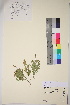  ( - TROM_V_91456_sg)  @11 [ ] CreativeCommons - Attribution Non-Commercial Share-Alike (2017) Unspecified Tromsø University Museum