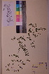  ( - TROM_V_91520_sg)  @11 [ ] CreativeCommons - Attribution Non-Commercial Share-Alike (2018) Unspecified Tromsø University Museum