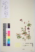  ( - TROM_V_92549_sg)  @11 [ ] CreativeCommons - Attribution Non-Commercial Share-Alike (2015) Unspecified Tromsø University Museum