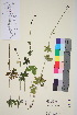  ( - TROM_V_92799_sg)  @11 [ ] CreativeCommons - Attribution Non-Commercial Share-Alike (2015) Unspecified Tromsø University Museum