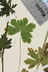  ( - TROM_V_92799_sg)  @11 [ ] CreativeCommons - Attribution Non-Commercial Share-Alike (2015) Unspecified Tromsø University Museum