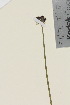  ( - TROM_V_92799_sg)  @11 [ ] CreativeCommons - Attribution Non-Commercial Share-Alike (2015) Unspecified Tromsø University Museum