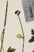  ( - TROM_V_92799_sg)  @11 [ ] CreativeCommons - Attribution Non-Commercial Share-Alike (2015) Unspecified Tromsø University Museum