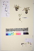  ( - TROM_V_92864_sg)  @11 [ ] CreativeCommons - Attribution Non-Commercial Share-Alike (2017) Unspecified Tromsø University Museum