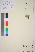  ( - TROM_V_960318_sg)  @11 [ ] CreativeCommons - Attribution Non-Commercial Share-Alike (2016) Unspecified Tromso University Museum