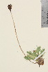 ( - TROM_V_960318_sg)  @11 [ ] CreativeCommons - Attribution Non-Commercial Share-Alike (2016) Unspecified Tromso University Museum