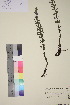  ( - TROM_V_960346_sg)  @11 [ ] CreativeCommons - Attribution Non-Commercial Share-Alike (2018) Unspecified Tromsø University Museum