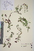  ( - TROM_V_960362_sg)  @11 [ ] CreativeCommons - Attribution Non-Commercial Share-Alike (2015) Unspecified Tromsø University Museum