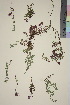  ( - TROM_V_960362_sg)  @11 [ ] CreativeCommons - Attribution Non-Commercial Share-Alike (2015) Unspecified Tromsø University Museum