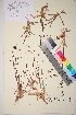  ( - TROM_V_960590_sg)  @11 [ ] CreativeCommons - Attribution Non-Commercial Share-Alike (2017) Unspecified Tromsø University Museum