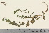  ( - TROM_V_960749_sg)  @11 [ ] CreativeCommons - Attribution Non-Commercial Share-Alike (2016) Unspecified Tromso University Museum
