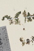  (Utricularia intermedia - TROM_V_96171_sg)  @11 [ ] CreativeCommons - Attribution Non-Commercial Share-Alike (2015) Unspecified Tromsø University Museum