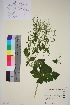  ( - TROM_V_961737_sg)  @11 [ ] CreativeCommons - Attribution Non-Commercial Share-Alike (2015) Unspecified Tromsø University Museum
