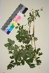  ( - TROM_V_961737_sg)  @11 [ ] CreativeCommons - Attribution Non-Commercial Share-Alike (2015) Unspecified Tromsø University Museum