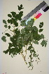  ( - TROM_V_961737_sg)  @11 [ ] CreativeCommons - Attribution Non-Commercial Share-Alike (2015) Unspecified Tromsø University Museum