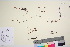  ( - TROM_V_961768_sg)  @11 [ ] CreativeCommons - Attribution Non-Commercial Share-Alike (2016) Unspecified Tromso University Museum