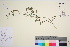  (Carum - TROM_V_962127_sg)  @11 [ ] CreativeCommons - Attribution Non-Commercial Share-Alike (2016) Unspecified Tromso University Museum