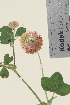  ( - TROM_V_962274_sg)  @11 [ ] CreativeCommons - Attribution Non-Commercial Share-Alike (2015) Unspecified Tromsø University Museum