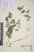  ( - TROM_V_962438_sg)  @11 [ ] CreativeCommons - Attribution Non-Commercial Share-Alike (2015) Unspecified Tromsø University Museum
