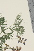  ( - TROM_V_962438_sg)  @11 [ ] CreativeCommons - Attribution Non-Commercial Share-Alike (2015) Unspecified Tromsø University Museum