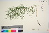  ( - TROM_V_962503_sg)  @11 [ ] CreativeCommons - Attribution Non-Commercial Share-Alike (2016) Unspecified Tromso University Museum