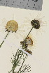  ( - TROM_V_962702_sg)  @11 [ ] CreativeCommons - Attribution Non-Commercial Share-Alike (2015) Unspecified Tromsø University Museum