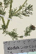  ( - TROM_V_962702_sg)  @11 [ ] CreativeCommons - Attribution Non-Commercial Share-Alike (2015) Unspecified Tromsø University Museum