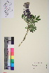  ( - TROM_V_962706_sg)  @11 [ ] CreativeCommons - Attribution Non-Commercial Share-Alike (2016) Unspecified Tromso University Museum