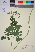  ( - TROM_V_962756_sg)  @11 [ ] CreativeCommons - Attribution Non-Commercial Share-Alike (2015) Unspecified Tromsø University Museum