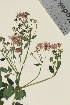  ( - TROM_V_962756_sg)  @11 [ ] CreativeCommons - Attribution Non-Commercial Share-Alike (2015) Unspecified Tromsø University Museum