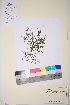  ( - TROM_V_962880_sg)  @11 [ ] CreativeCommons - Attribution Non-Commercial Share-Alike (2017) Unspecified Tromsø University Museum