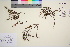  ( - TROM_V_963315_sg)  @11 [ ] CreativeCommons - Attribution Non-Commercial Share-Alike (2016) Unspecified Tromso University Museum