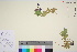  ( - TROM_V_963340_sg)  @11 [ ] CreativeCommons - Attribution Non-Commercial Share-Alike (2016) Unspecified Tromso University Museum