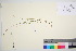  ( - TROM_V_963592_sg)  @11 [ ] CreativeCommons - Attribution Non-Commercial Share-Alike (2016) Unspecified Tromso University Museum