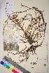  ( - TROM_V_963598_sg)  @11 [ ] CreativeCommons - Attribution Non-Commercial Share-Alike (2017) Unspecified Tromsø University Museum