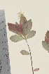  ( - TROM_V_964193_sg)  @11 [ ] CreativeCommons - Attribution Non-Commercial Share-Alike (2015) Unspecified Tromsø University Museum