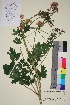  (Thalictrum aquilegifolium - TROM_V_964527_sg)  @11 [ ] CreativeCommons - Attribution Non-Commercial Share-Alike (2015) Unspecified Tromsø University Museum