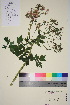  ( - TROM_V_964527_sg)  @11 [ ] CreativeCommons - Attribution Non-Commercial Share-Alike (2015) Unspecified Tromsø University Museum