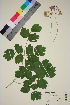  ( - TROM_V_964527_sg)  @11 [ ] CreativeCommons - Attribution Non-Commercial Share-Alike (2015) Unspecified Tromsø University Museum