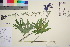  ( - TROM_V_964532_sg)  @11 [ ] CreativeCommons - Attribution Non-Commercial Share-Alike (2016) Unspecified Tromso University Museum