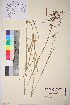  ( - TROM_V_964549_sg)  @11 [ ] CreativeCommons - Attribution Non-Commercial Share-Alike (2017) Unspecified Tromsø University Museum