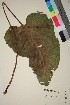  ( - TROM_V_964589_sg)  @11 [ ] CreativeCommons - Attribution Non-Commercial Share-Alike (2018) Unspecified Tromsø University Museum
